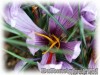 Crocus_sativus061112_01.jpg