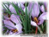 Crocus_sativus061112_02.jpg
