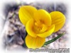 Crocus_chrysanthus03.jpg