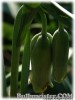 Fritillaria_acmopetala070404_01.jpg