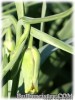 Fritillaria_acmopetala_Brunette070402_01.jpg