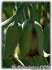 Fritillaria_acmopetala_Brunette070404_01.jpg