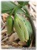 Fritillaria_acmopetala_wendelboi080327_01.jpg