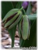 Fritillaria_acmopetala_wendelboi080331_01.jpg