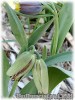 Fritillaria_acmopetala_wendelboi080406_01.jpg