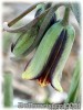 Fritillaria_elwesii080406_01.jpg