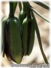 Fritillaria_elwesii080406_02.jpg