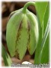 Fritillaria_hermonis070328_01.jpg