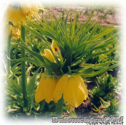 Fritillaria imperialis Lutea crown imperial yellow