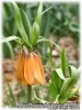 Fritillaria_imperialis_Inodora070328_01.jpg