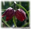 Fritillaria_meleagris040414_01.jpg