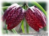 Fritillaria_meleagris040414_02.jpg