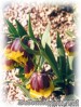 Fritillaria_michaelovskyi01.jpg