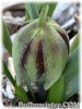 Fritillaria_minuta080406_01.jpg