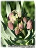 Fritillaria_persica_Senkoy070402_01.jpg