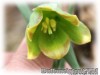 Fritillaria_pontica040419_02.jpg