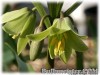 Fritillaria_raddeana070317_02.jpg