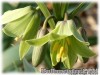 Fritillaria_raddeana070317_03.jpg
