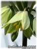 Fritillaria_raddeana070318_01.jpg