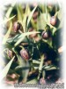 Fritillaria_uva-vulpis01.jpg