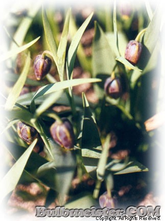 Fritillaria uva-vulpis fritillary chocolate