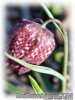 Fritillaria_melagris01.jpg
