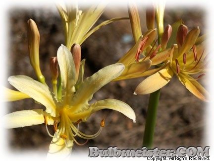 Lycoris caldwellii spider surprise magic hurricane lily