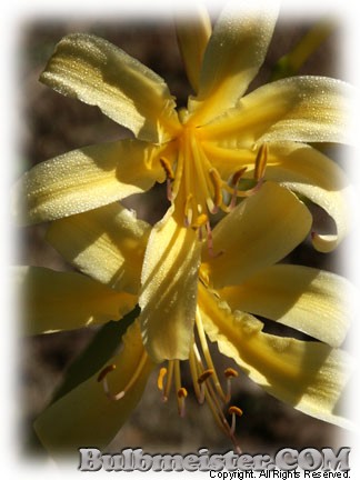 Lycoris - yellow two tone surprise lily