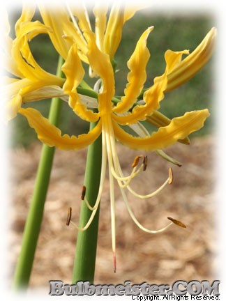 Lycoris aurea var. aurea spider surprise magic hurricane lily