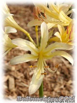 Lycoris caldwellii spider surprise magic hurricane lily