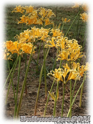 Lycoris chinensis spider surprise magic hurricane lily