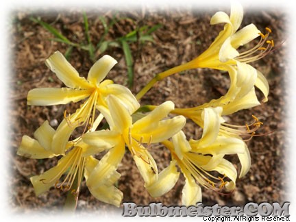 Lycoris - yellow two tone surprise lily