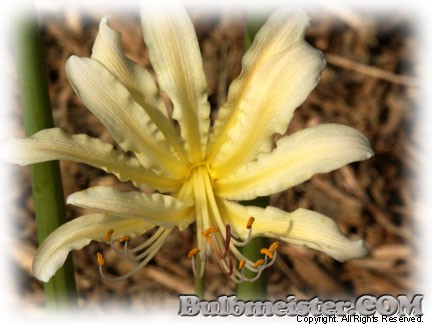 Lycoris caldwellii spider lily