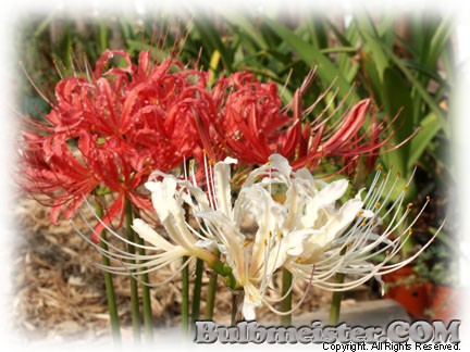 Lycoris - plot H spider lily
