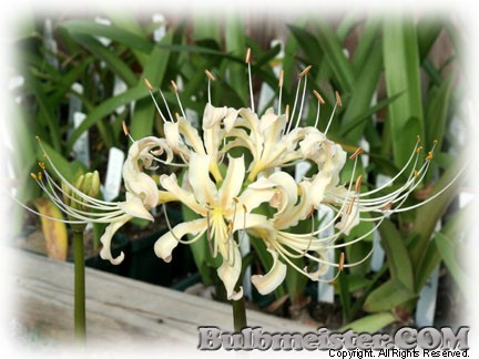 Lycoris xalbiflora white spider lily