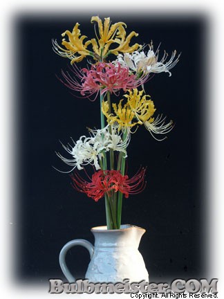 Lycoris Spider Lily Bouquet