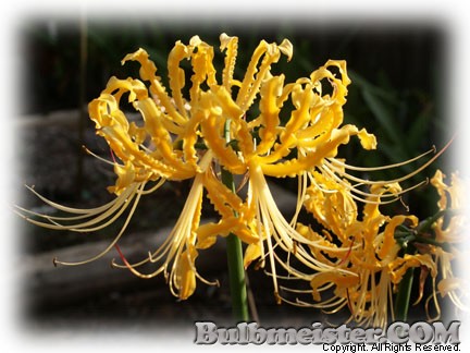 Lycoris aurea var. aurea golden spider lily