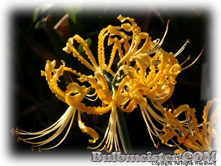 Lycoris aurea var. aurea golden spider lily
