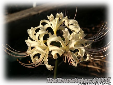 Lycoris xalbiflora white spider lily
