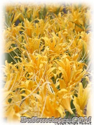 Lycoris aurea var. surgens golden spider lily