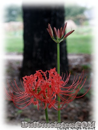 Lycoris radiata var. radiata red spider lily