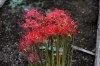 image of Lycoris radiata 'Red China'