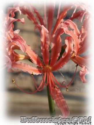 Lycoris Blushing Lady hybrid spider lily