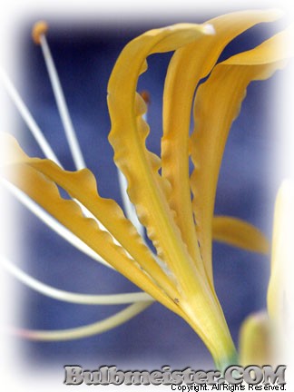 Lycoris aurea var. aurea yellow golden spider lily