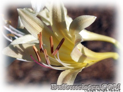 Lycoris caldwellii yellow surprise lily