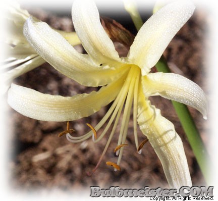 Lycoris caldwellii yellow surprise lily