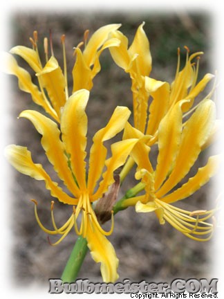 Lycoris chinensis yellow spider lily