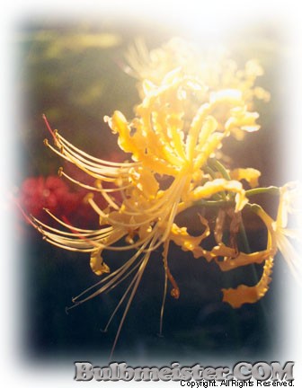 Lycoris chinensis hardy yellow spider lily