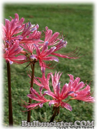 Lycoris_haywardii070803