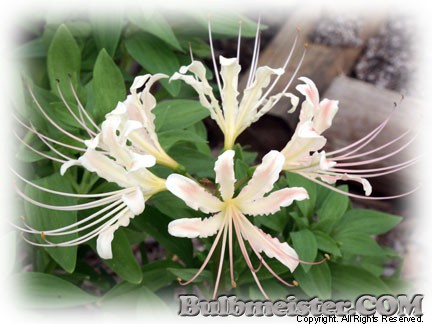 Lycoris houdyshelii spider lily white